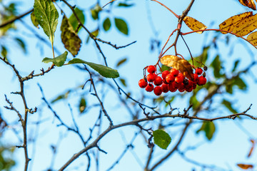 Clusters of Rowan berries hang on the background  yellow and g