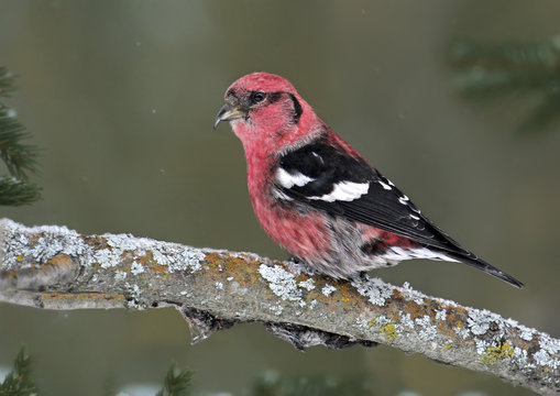 A male White-winged Crossbill, Loxia leucoptera, perched at Douglas Provincial Park, Saskatchewan