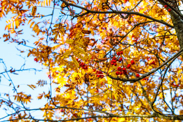 Clusters of Rowan berries hang on the background  yellow and g