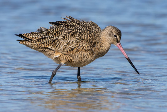 Marbled Godwit (Limosa fedoa) - Fort Myers Beach, Florida