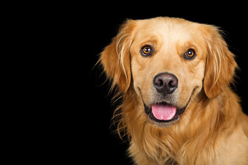 Portrait Happy Golden Retriever Dog Over Black - obrazy, fototapety, plakaty
