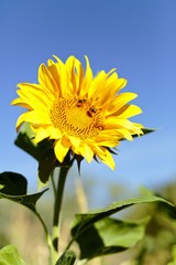 Sunflower with bees in summer.