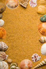 Seashells background