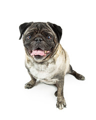 Pug Purebred Dog Sitting Looking Over White