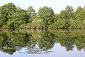 Fototapeta na wymiar Forêt en bordure d'un lac.