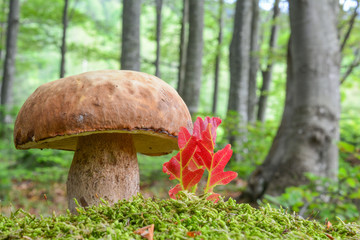 Boletus reticulatus  in beech forest