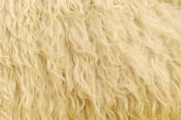 Sheep Fur Background