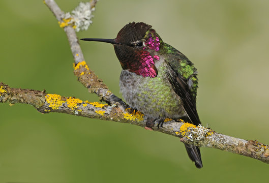 Male Anna's hummingbird (Calypte anna) on perch in Victoria, Vancouver Island, British Columbia, Canada