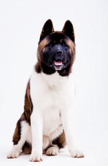 Portrait of a beautiful dog breed American Akita inu