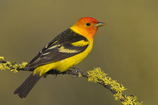 Western tanager (Piranga ludoviciana) on perch at Deschutes National Forest, Oregon, USA