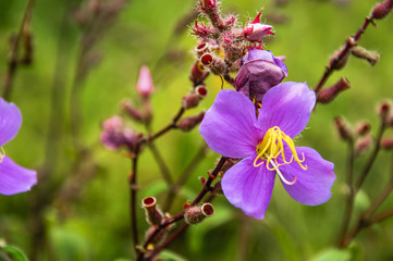 The blossoming myrtle flowers closeup
