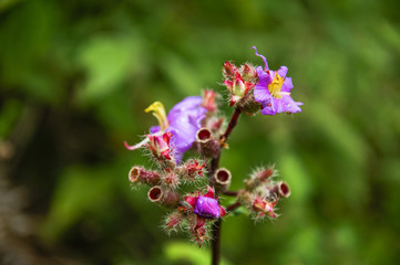 The blossoming myrtle flowers closeup
