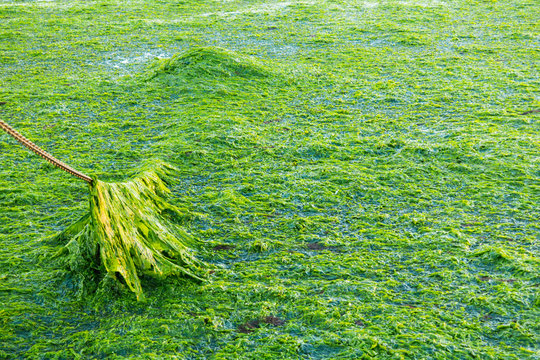Anchoring in seaweed field, Waddensea, Netherlands