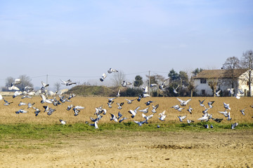 Fototapeta na wymiar Birds flight over a desolate field