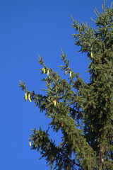 Spruce branch with young cones on a background of blue sky.