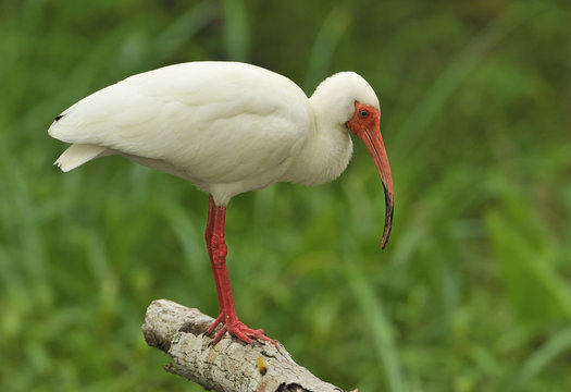 White Ibis (Eudocimus albus) - South Padre Island Texas, United States of America
