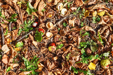 Autumn chestnuts in park