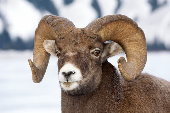 Close up of Bighorn sheep ram, Jasper National Park, Canada