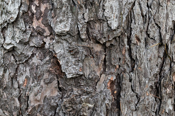 Tree bark