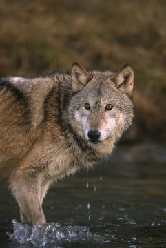 Wolf, (Canis lupus), in river/stream, Montana, United States of America