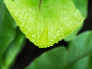 Raindrop on The Aspleniaceae Fern