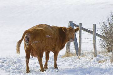 Red Angus (Bos taurus) Female giving birth to Calf. Cows in this area are usually left outside in winter. If the weather is very cold many Ranchers will move a female to a protected area once they notice birth is near. A healthy calf can weigh up to 100 pounds. They are born head and front legs first. Ranch, southwest Alberta, Canada.
