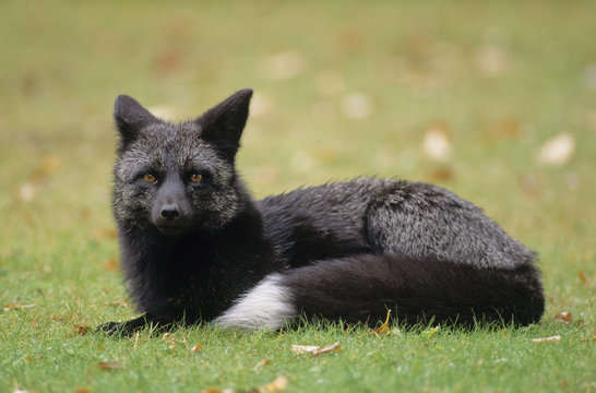 Red Fox (Vulpes vulpes) Adult (Silver phase) Regardless of the colour variations, all red foxes have a white-tipped tail. Falcon Lake, Manitoba, Canada.