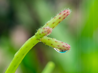 Raindrop on The Dichidia Leaf