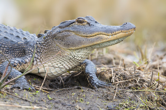 American Alligator (Alligator mississippiensis) - Florida