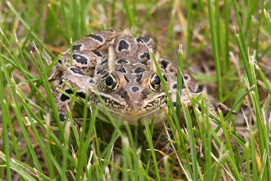 Northern Leopard Frog (Lithobates pipiens) at Saskatchewan landing Provincial Park