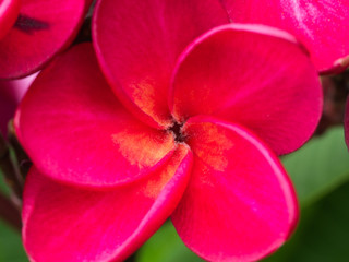 Fototapeta na wymiar Red Plumeria Flower Blooming