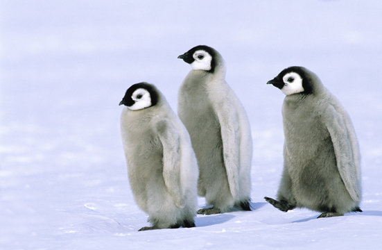 Emperor penguin chicks (Aptenodytes forsteri), Riiser Larsen Colony, 72 Degrees S., Weddell sea, Antarctica.
