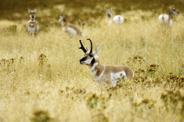 A male Pronghorn Antelope (Antilocapra Americana) with females in the background at the National Bison Range, Montana, United States of America