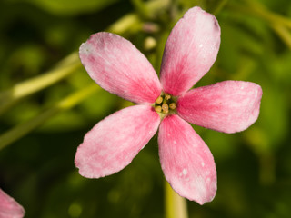 Little Pink White Flower Blooming