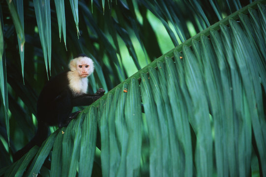 Costa Rica, White faced capuchin (Cebus capuchinus)