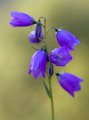 Macrophotographie d'une fleur sauvage: Campanule fausse raiponce (Campanula rapunculoides)