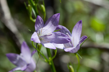 Macrophotographie d'une fleur sauvage: Campanule raiponce (Campanula rapunculus)