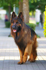 Long-haired German Shepherd dog walking outdoors in the park at summertime