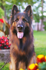 The portrait of a long-haired German Shepherd dog sitting outdoors in the park