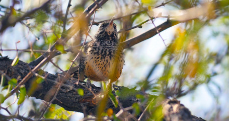 bird in tree