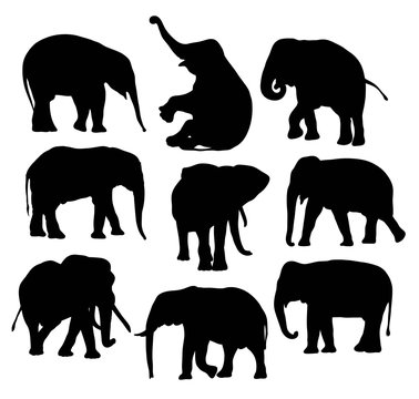 Elephant Silhouettes, illustration art vector design
