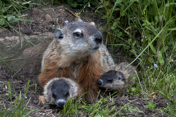 Groundhog with young (Marmota monax), also known as a woodchuck. Minnesota