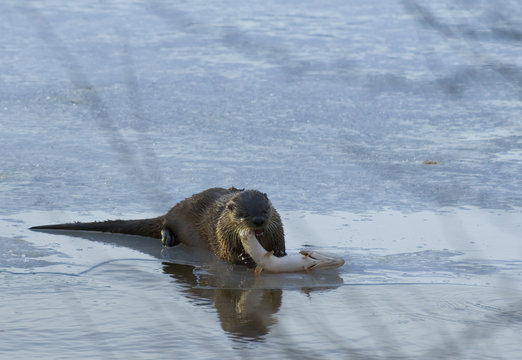 North American river otter (Lontra canadensis) eating Northern pike (Esox lucius), Waterton River, Waterton Lakes National Park, Alberta, Canada.   Well adapted for its aquatic life it has a streamlined body rudder-like tail as well as ear and nostril valves to keep out water. It feeds mainly on fish but will eat small mamals and terrestrial invertebrates. 