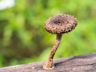 Wild Mushroom Grows on Wood