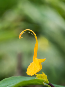 The Yellow Globba Flower Blooming
