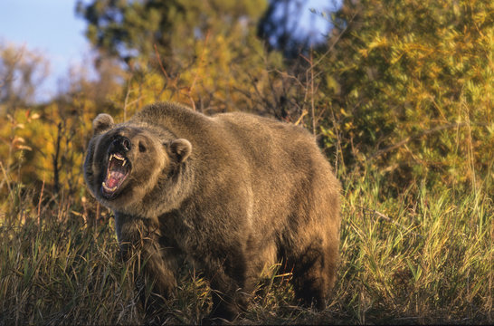 Grizzly Bear (Ursus arctos horribilis) roars in a clearing, Montana, USA.