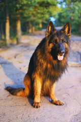 Fototapeta na wymiar Wet long-haired German Shepherd dog sitting outdoors on the ground