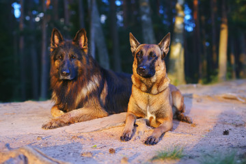 Wet Belgian Shepherd dog Malinois and long-haired German Shepherd dog lying outdoors on the ground