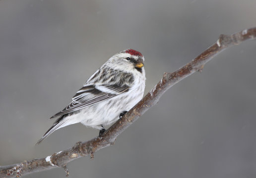 A Hoary Redpoll, Acanthis hornemanni, perches on a branch in Saskatoon, Saskatchewan
