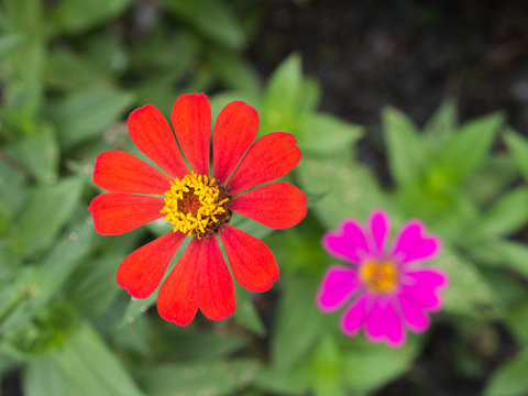 Red Zinnia Blooming